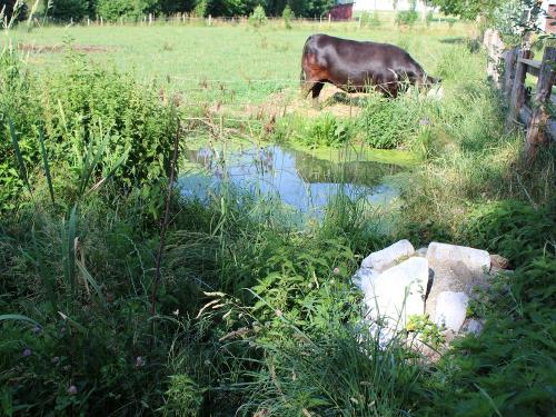 bruno_maurer_teich_vor_dem_heinrichhaus