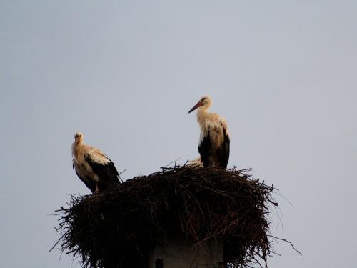 bruno_maurer_stoerche_im_ort