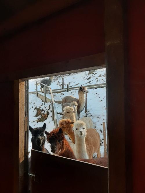 bechererhof_alpakas_fenster