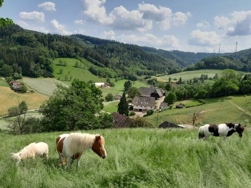bechererhof_pferde
