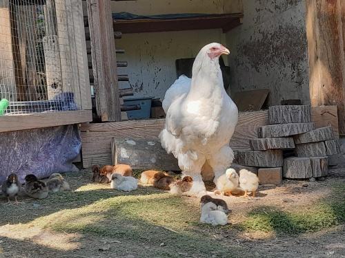 bechererhof_stolzes_huhn