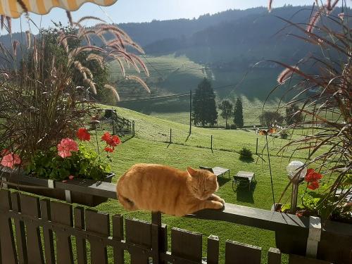 bechererhof_katze