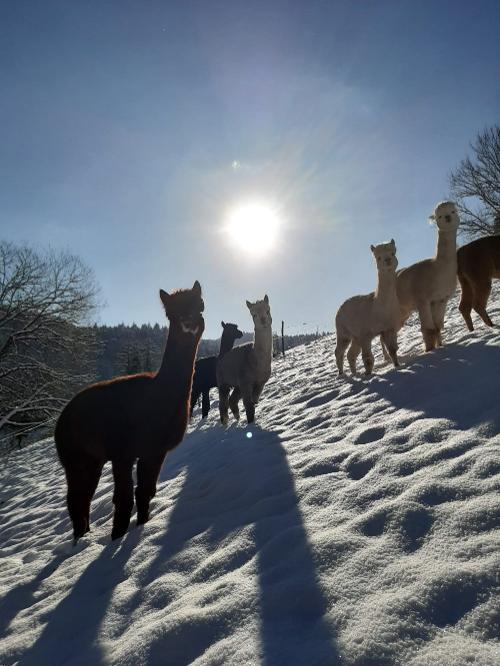 bechererhof_alpakas_im_schnee