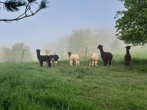 bechererhof_alapakas_nebel2