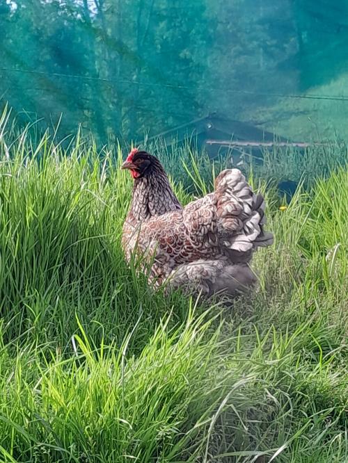 bechererhof_huhn