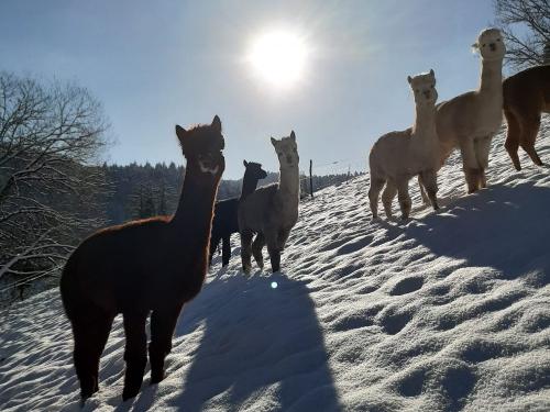 bechererhof_alpakas_im_schnee