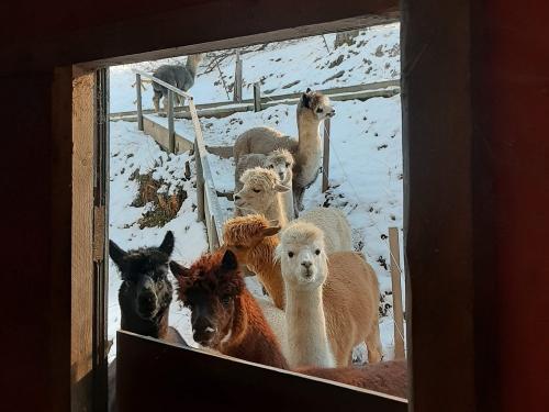 bechererhof_alpakas_fenster