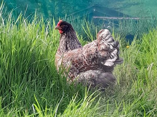 bechererhof_huhn