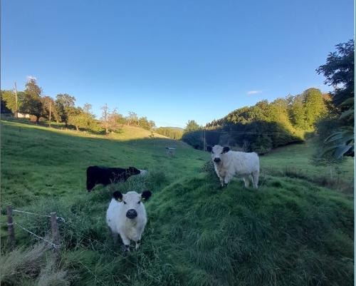 dischhof_galloway_quadrat