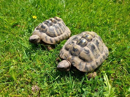dischhof_schildkrten