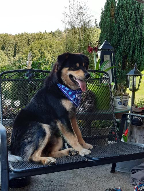 dischhof_hund