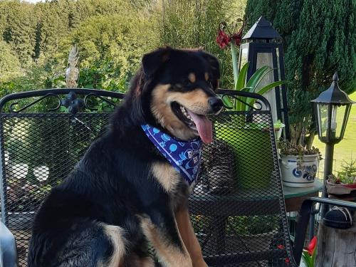 dischhof_hund dischhof_hund