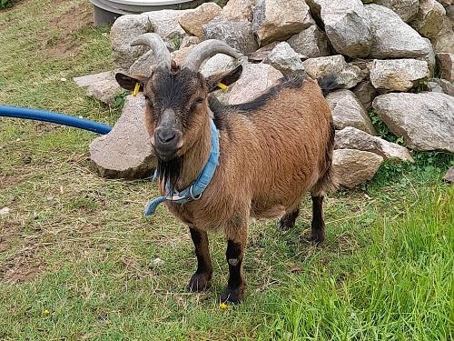 dischhof_ziege dischhof_ziege