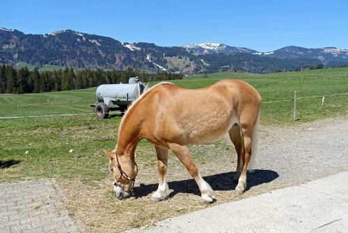 pferd