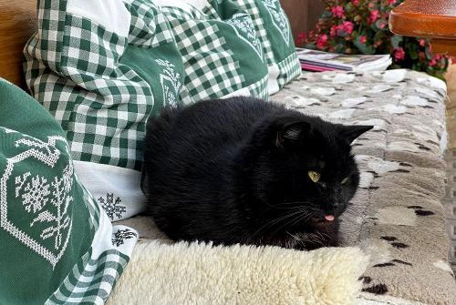 unserekuschligekatze