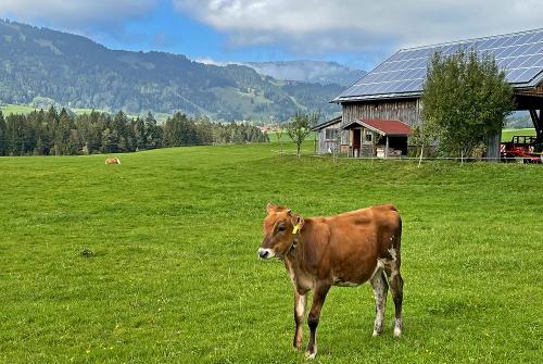 Unser Jungvieh