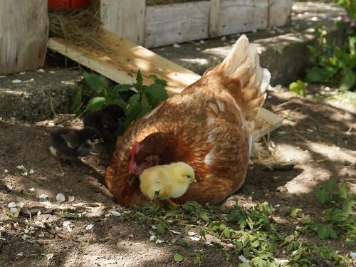 Huhn-mit-Küken