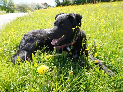 Hofhund-Lori