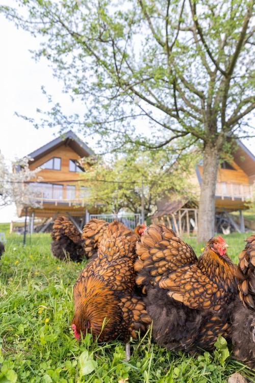 streuobst_chalets_mit_huehner