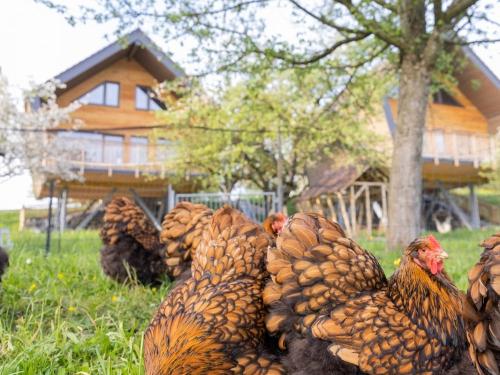 streuobst_chalets_mit_huehner