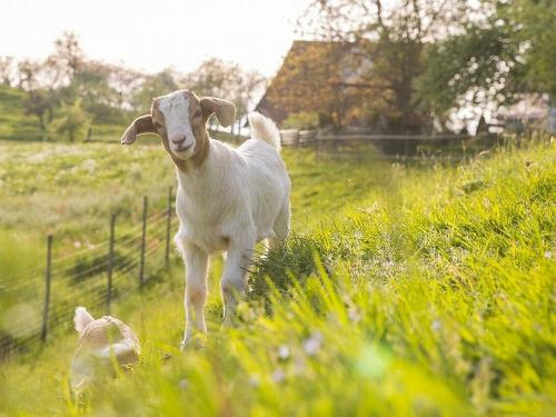 streuobst_chalets_ziege_springt