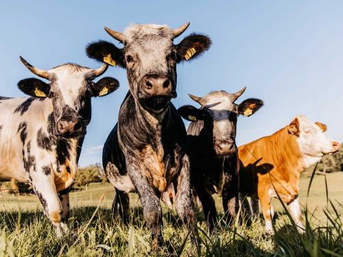 streuobst_chalets_kuehe