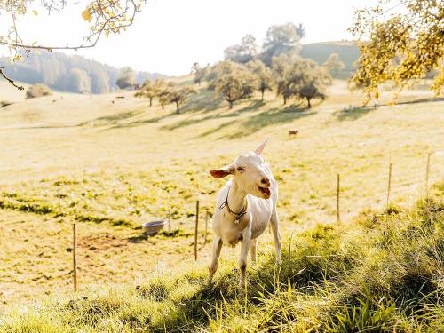 streuobst_chalets_ziege