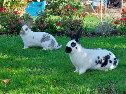 unsere Hasen Lilli & Momo unsere Hasen Lilli & Momo