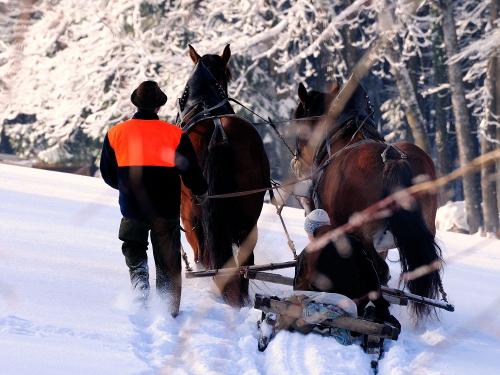 unsere Pferde im Winter unsere Pferde im Winter