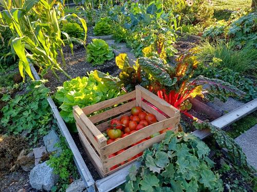 tomaten