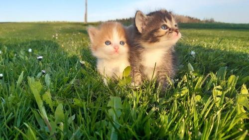 Allgäu_Bergferienhof_Roesch_Katzen