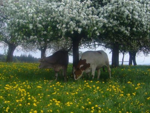 Allgaeu_Bergferienhof_Roesch_Kuehe