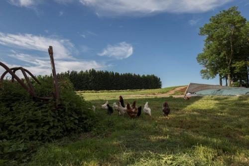 Allgäu_Bergferienhof_Roesch_Huehner
