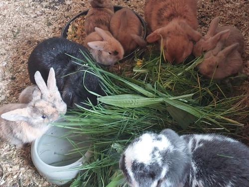 Unsere Kaninchen