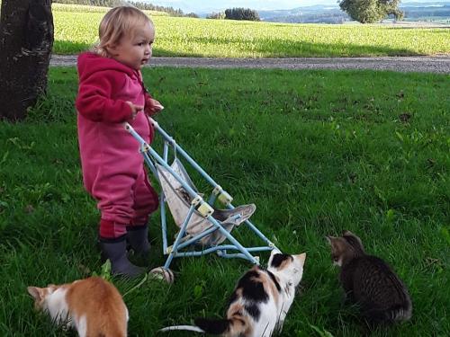 Katzenmama unterwegs