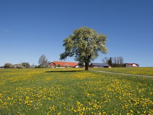 Frühling auf dem Bergferienhof