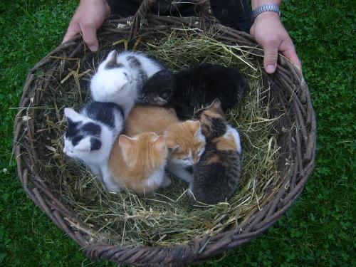 Niedliche Babykatzen