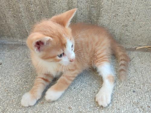 Kätzchen zum Kuscheln