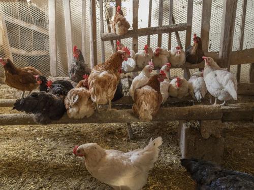 Hühnerstall
