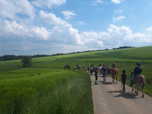 Gemeinsamer Pferdespaziergang durch die Vulkaneifellandschaft.