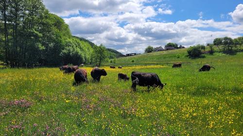 Unsere Galloway Mutterkuhherde auf einer saftigen Frühjahrsweide.