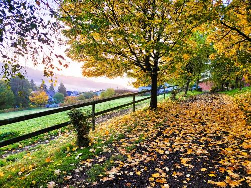 Der Pfauenweg im Herbst.