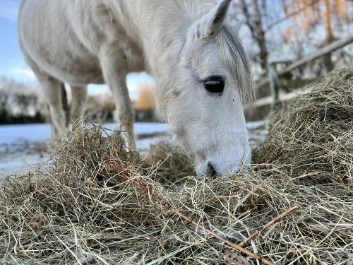 Peppy - Ein Welsh-Pony.