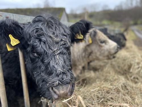 Die Galloway Rinder werden im Winter mit Heu gefüttert.