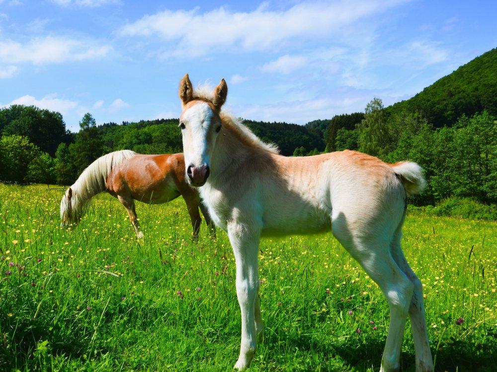 Santos, Haflingerfohlen, geboren im Mai 2024