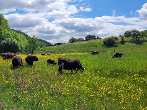 Unsere Galloway Mutterkuhherde auf einer saftigen Frühjahrsweide. Unsere Galloway Mutterkuhherde auf einer saftigen Frühjahrsweide.