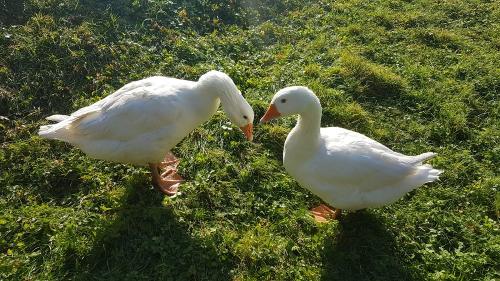 Gänse