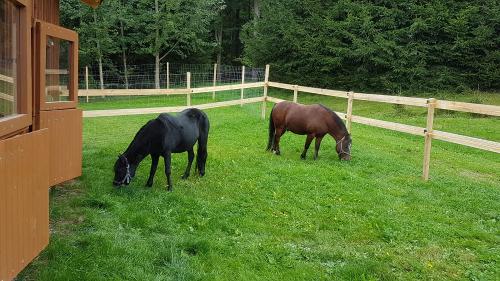 Ponys Lucy und Lucky
