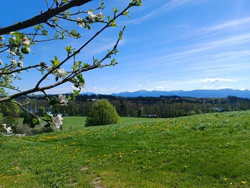 Frühling am Knoglerhof