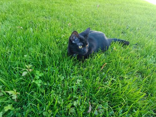 Katze Luna